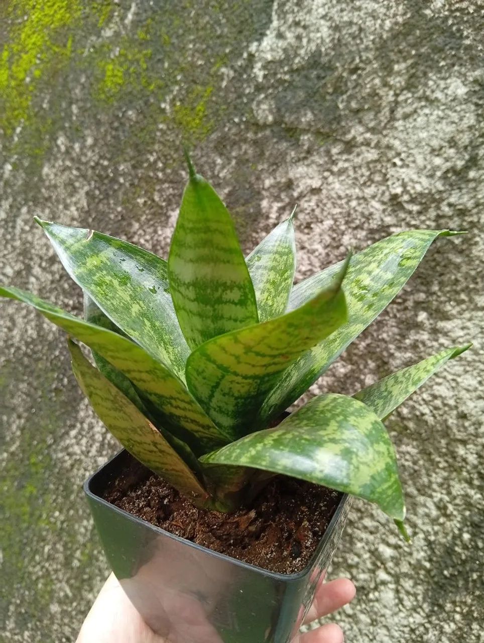 Mini espada de São jorge - Foto 3