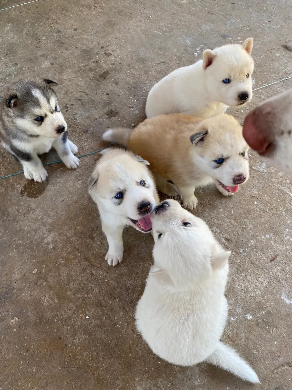 Husky siberiano - Foto 5