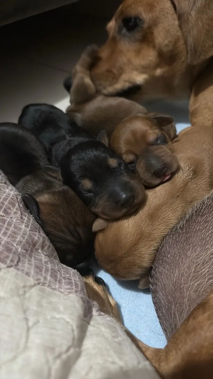 Dachshund ? salsicha ?