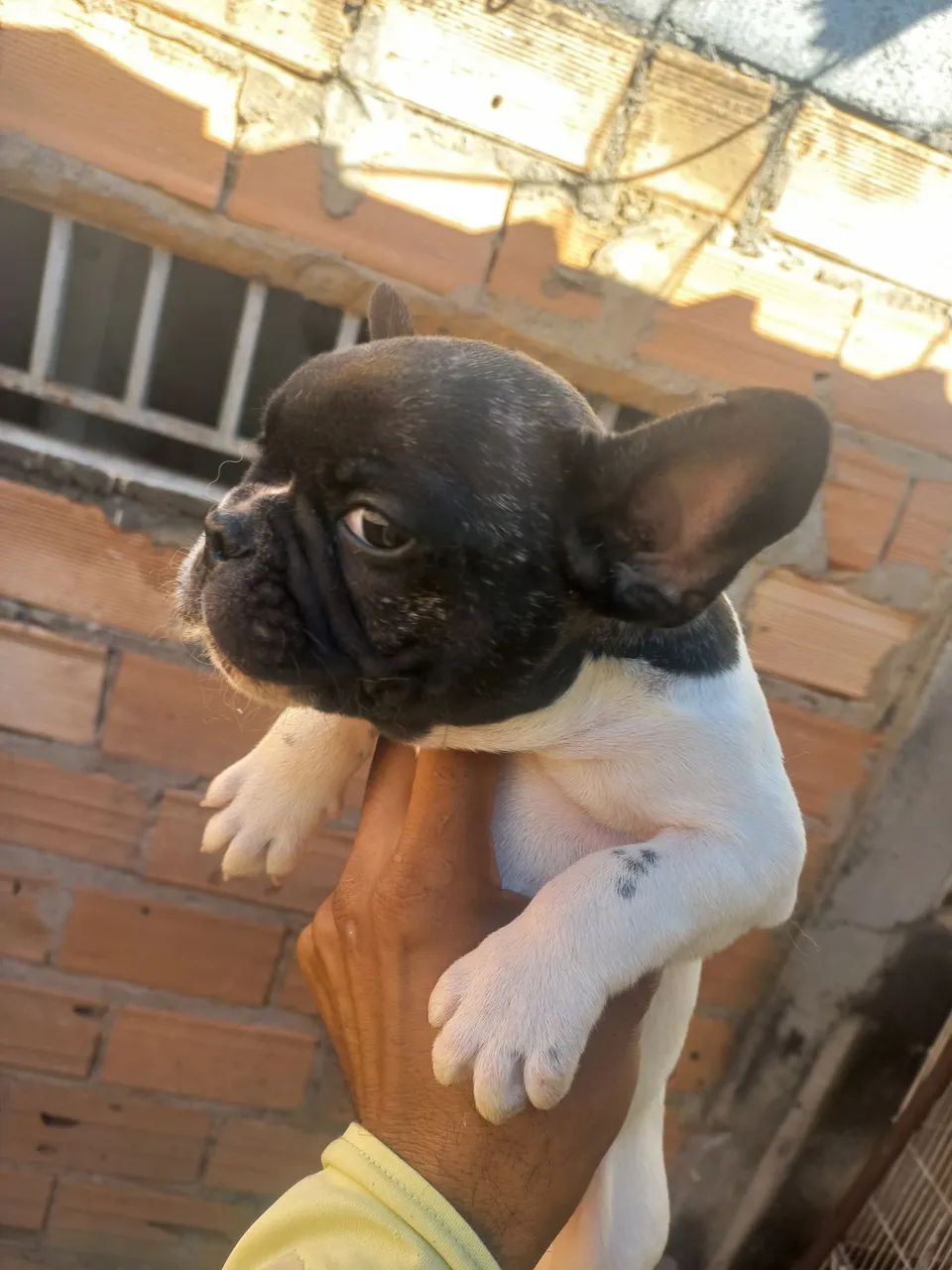 Macho bulldog francês a disponível - Foto 3