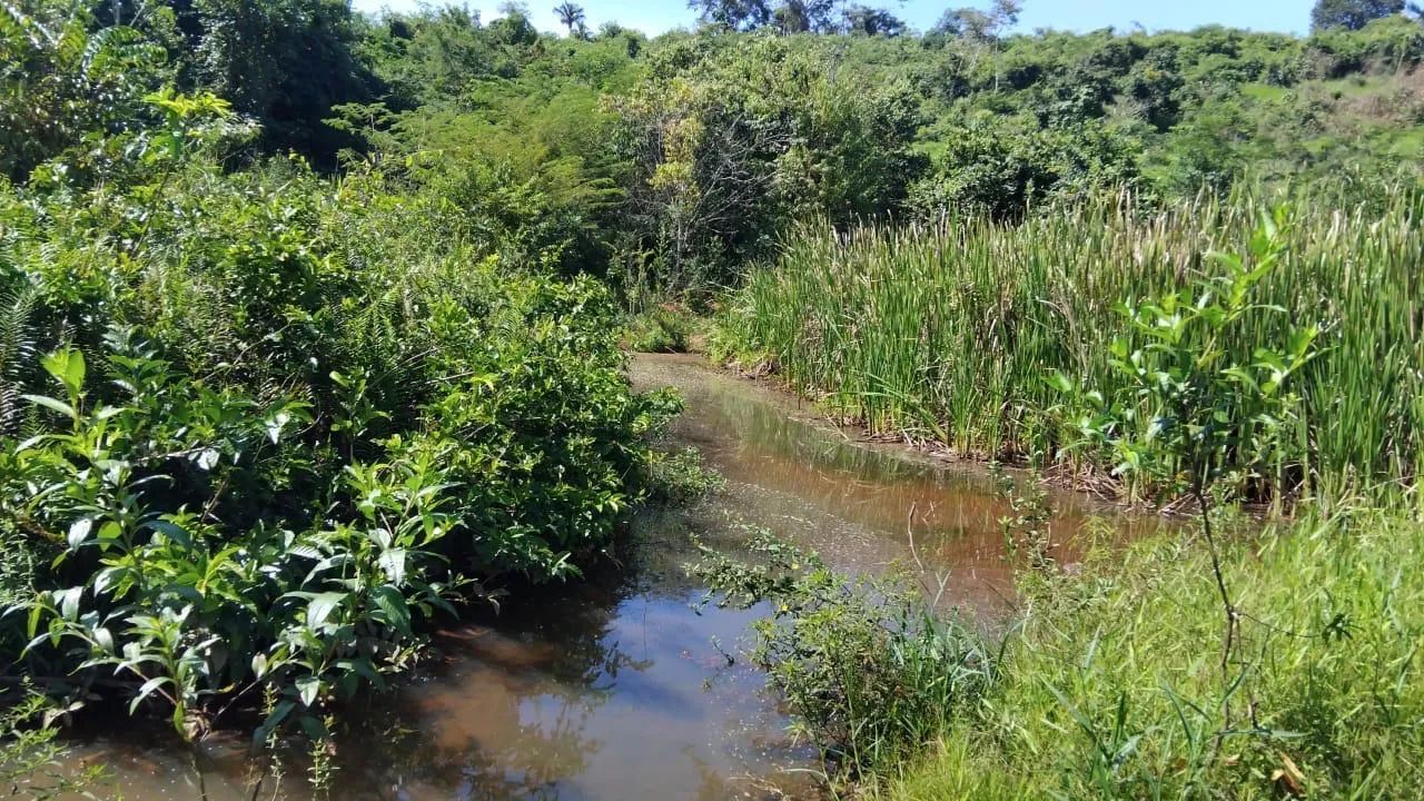 Terra de 7 alqueire - vila Brasil - Foto 3
