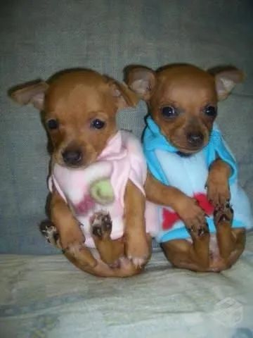 Pinscher Miniatura  - Foto 2
