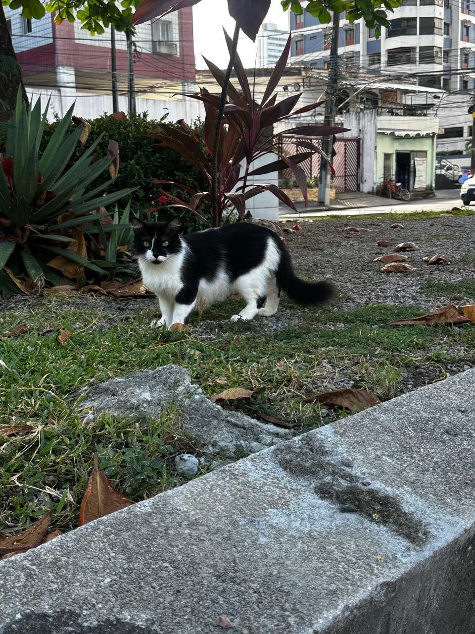 Gatão para adoção  - Foto 5
