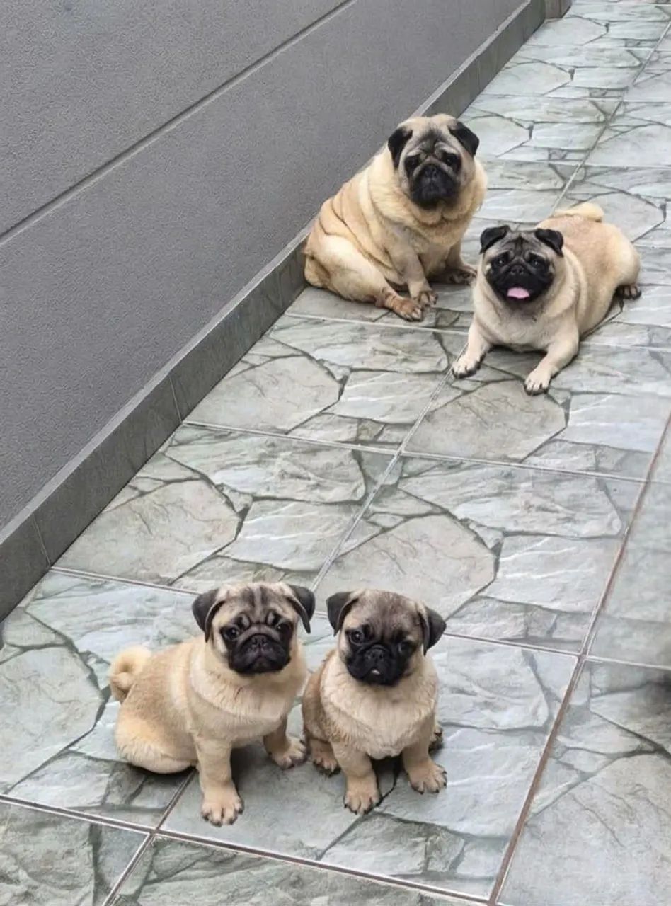 Ultimo Casal de Pug - Foto 2