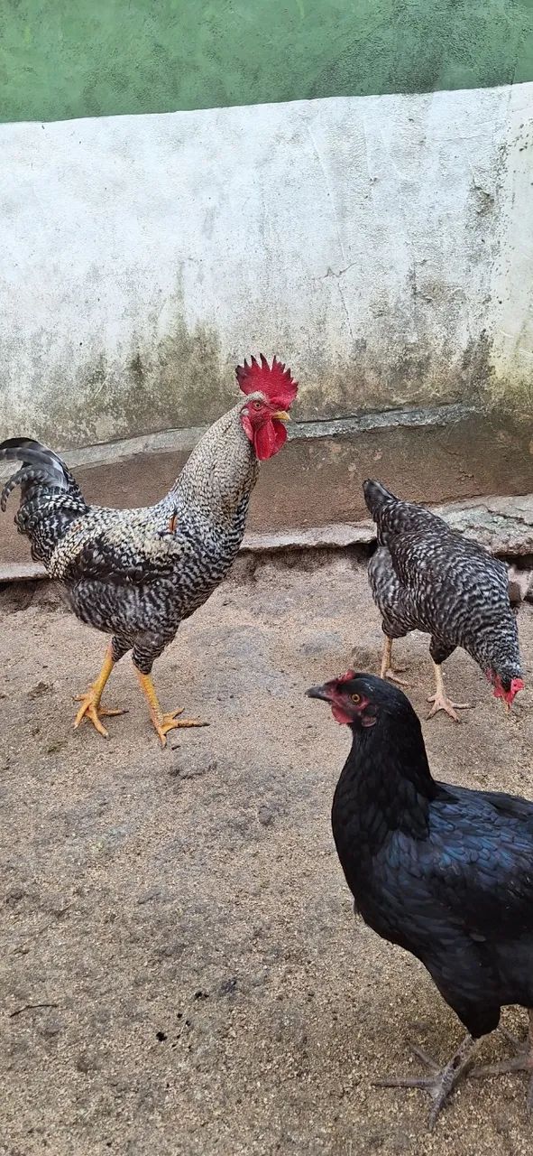 Vendo 5 galos - Foto 2