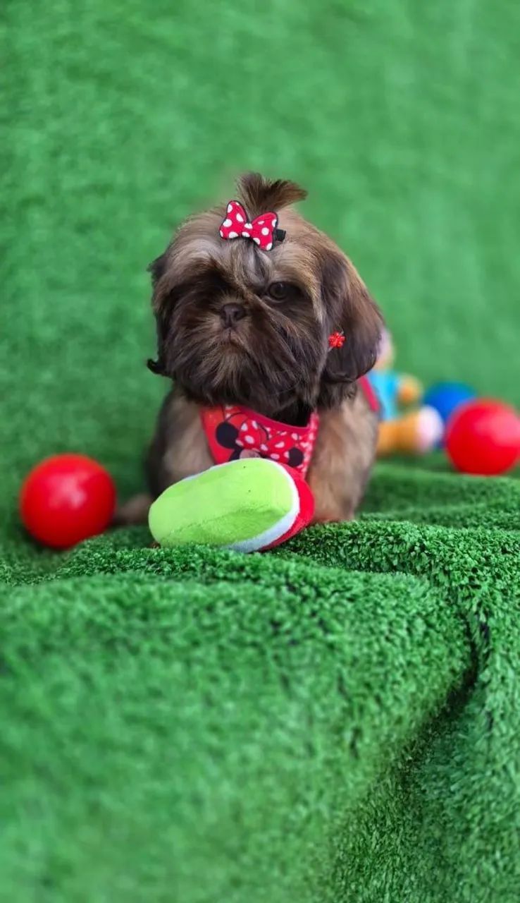 Shih-tzu mini