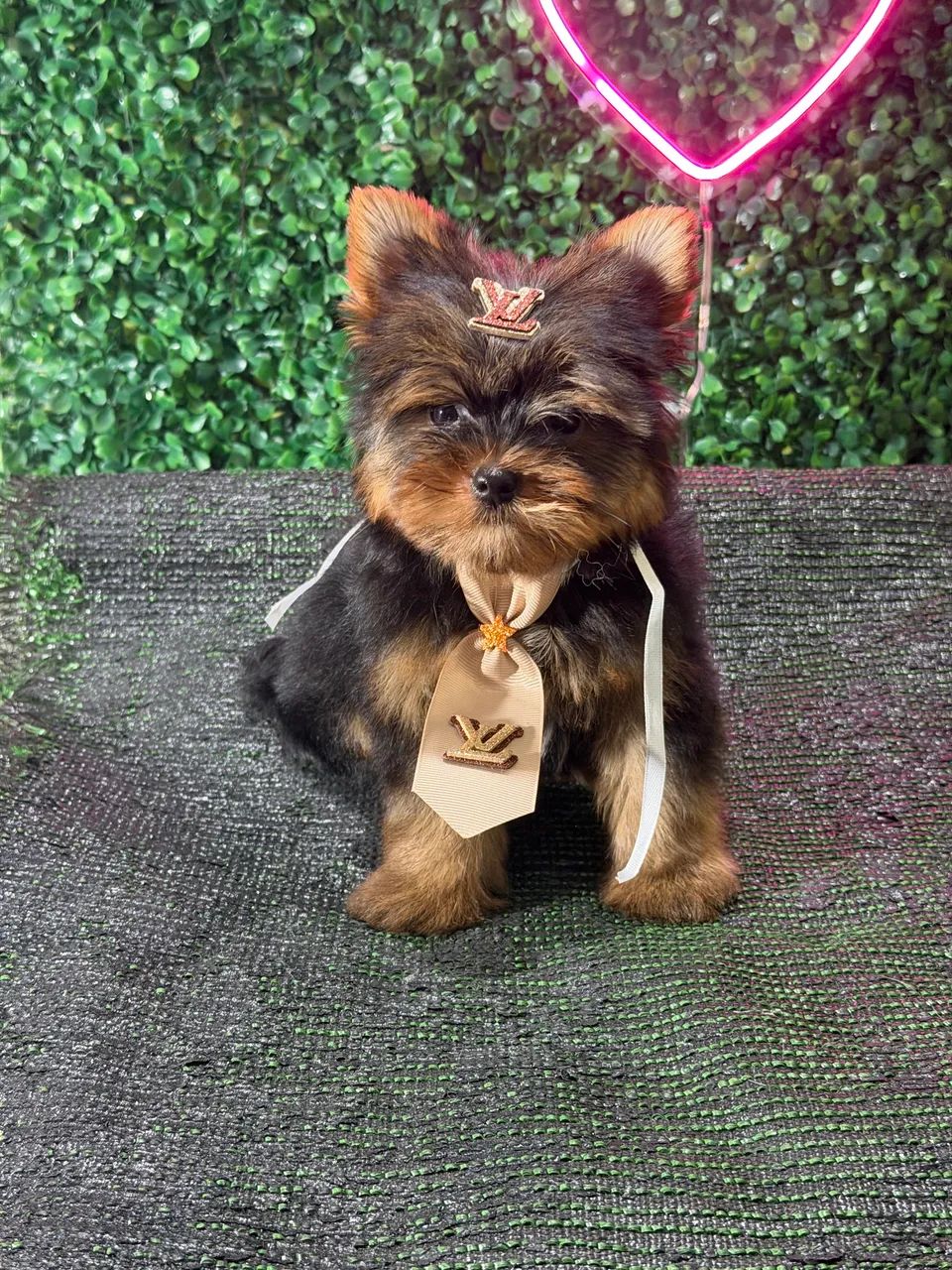Yorkshire Terrier  - Foto 2