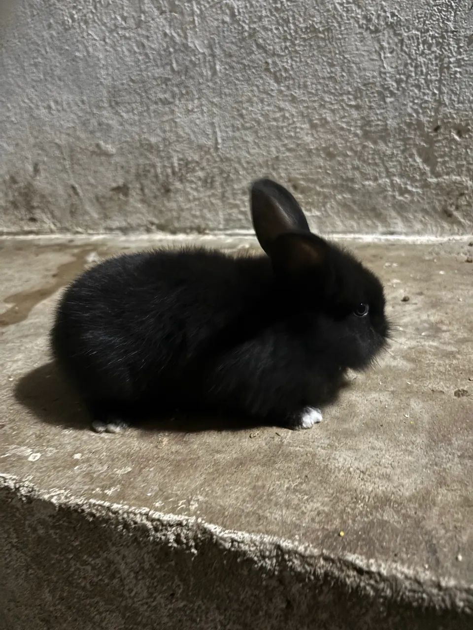 Coelho  - Foto 3