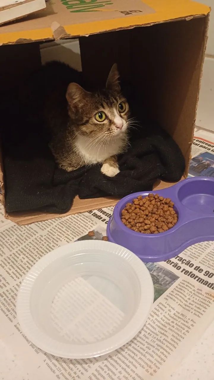 Gata para doação  - Foto 3