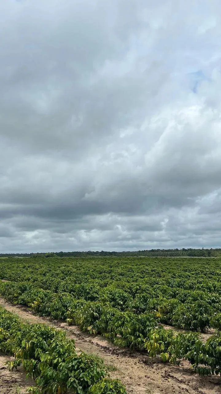 Fazenda em Caraiva - Foto 4