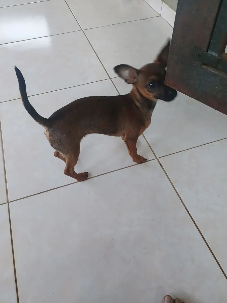 Doação de cachorro - Foto 5