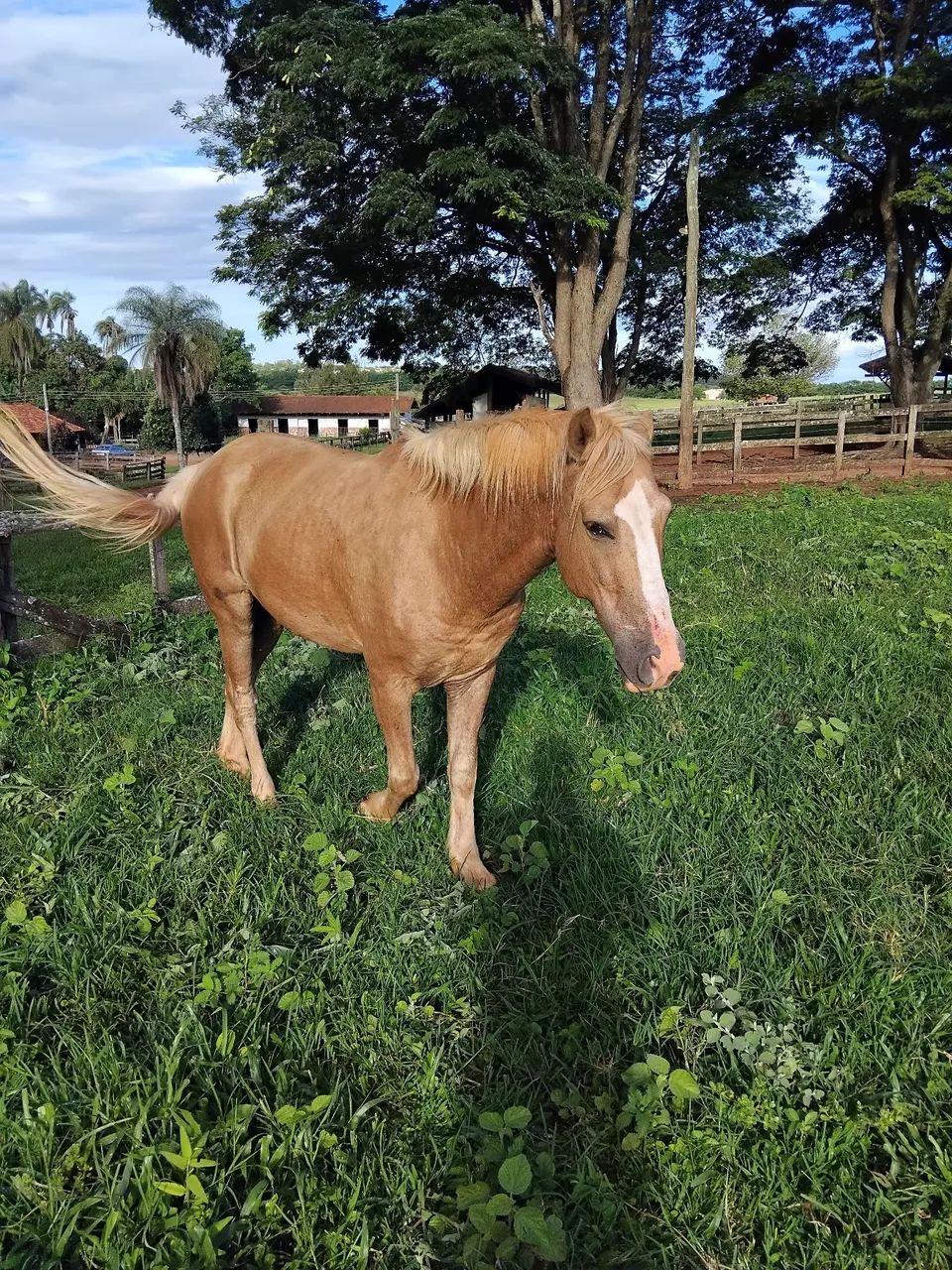 Vendo esse cavalo muito manço  - Foto 2
