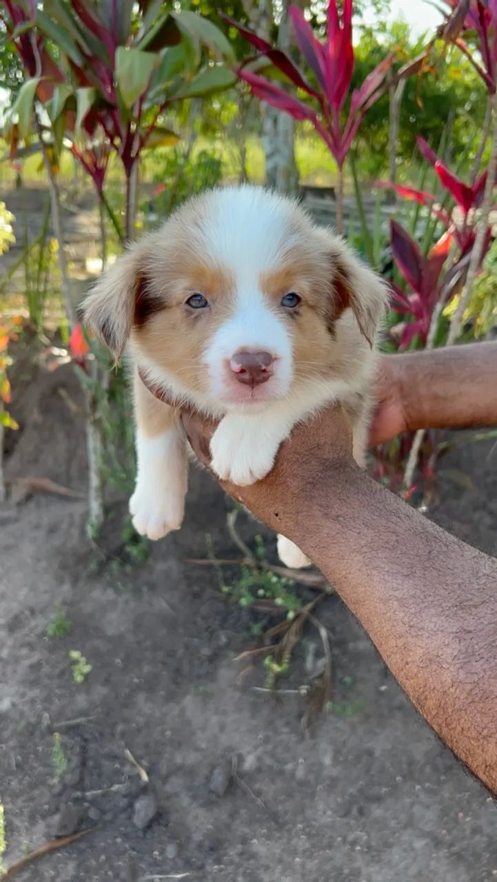 Border Collie 