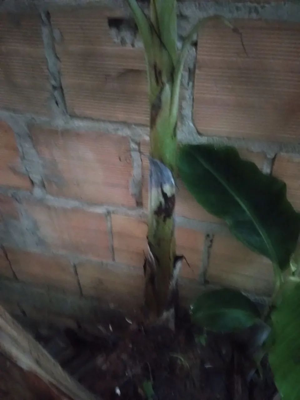 Mudas de bananas da terra