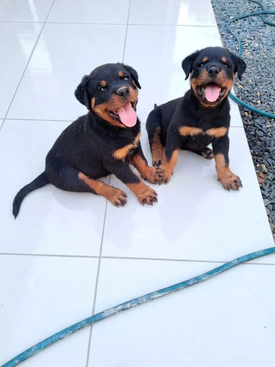Filhotes de Rottweiler com pedigree CBKC - Foto 4