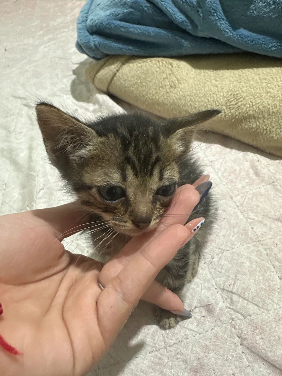 Gatinha para adoção  - Foto 4