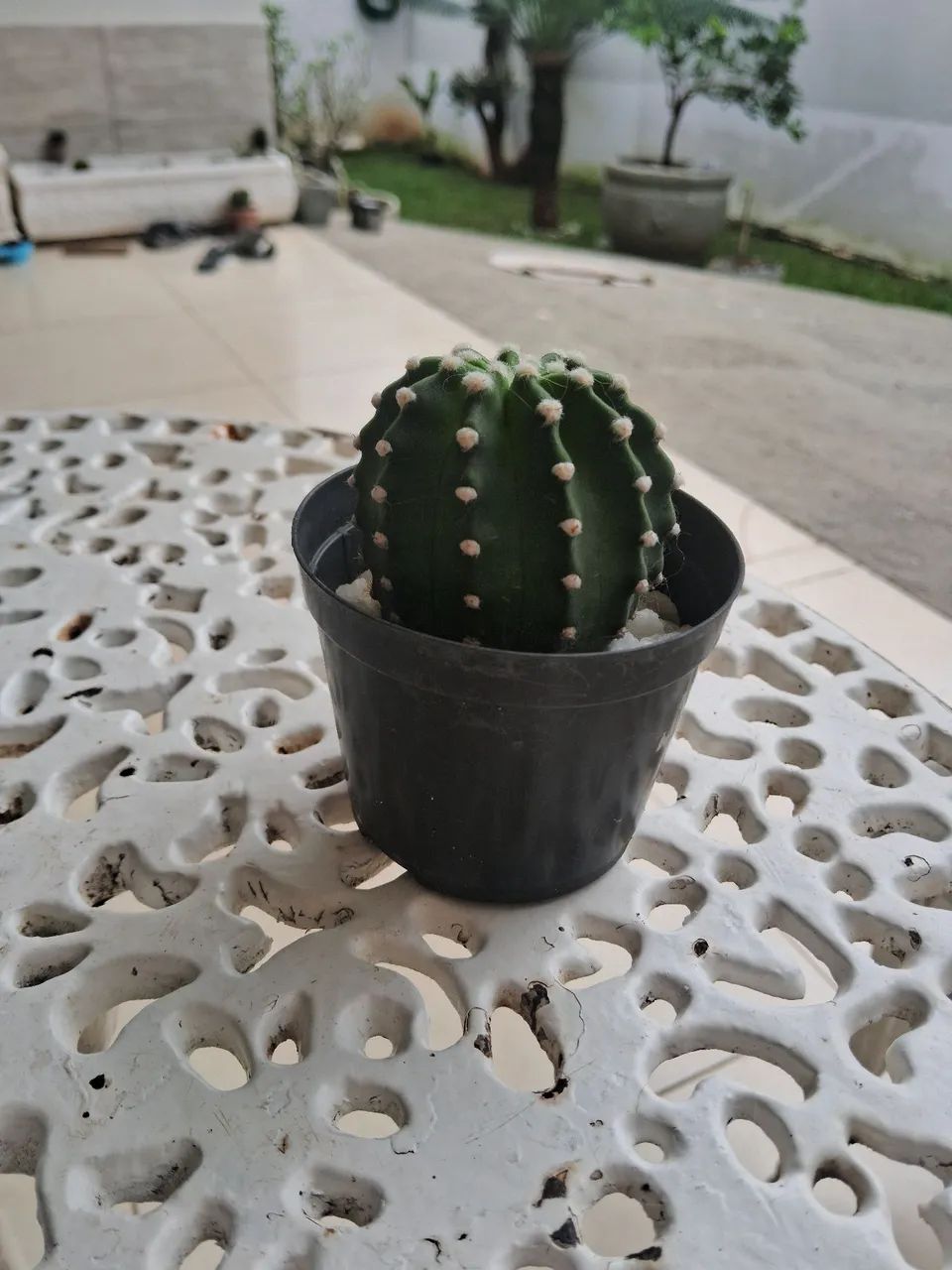 Vendo cactos - Foto 5