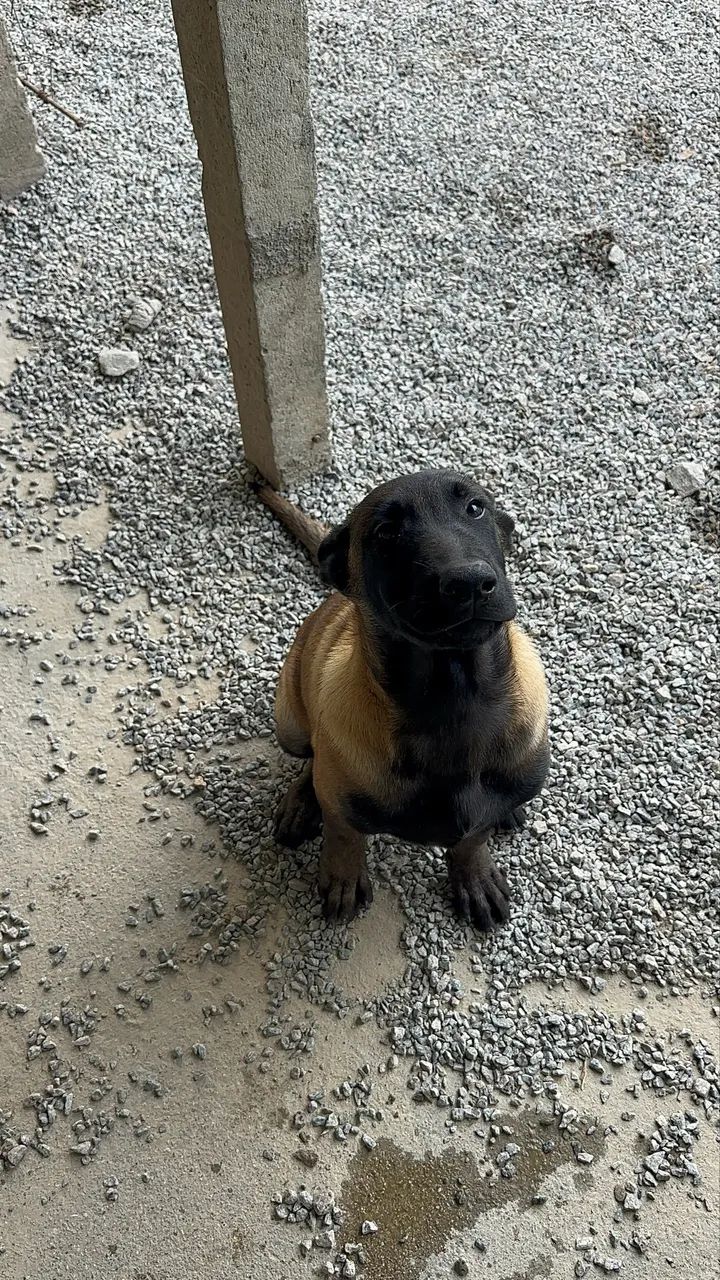 Pastor belga Malinois  - Foto 3