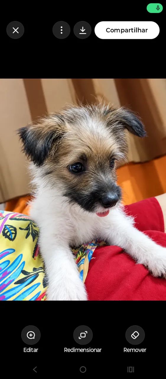 Doa-se cachorro  - Foto 2