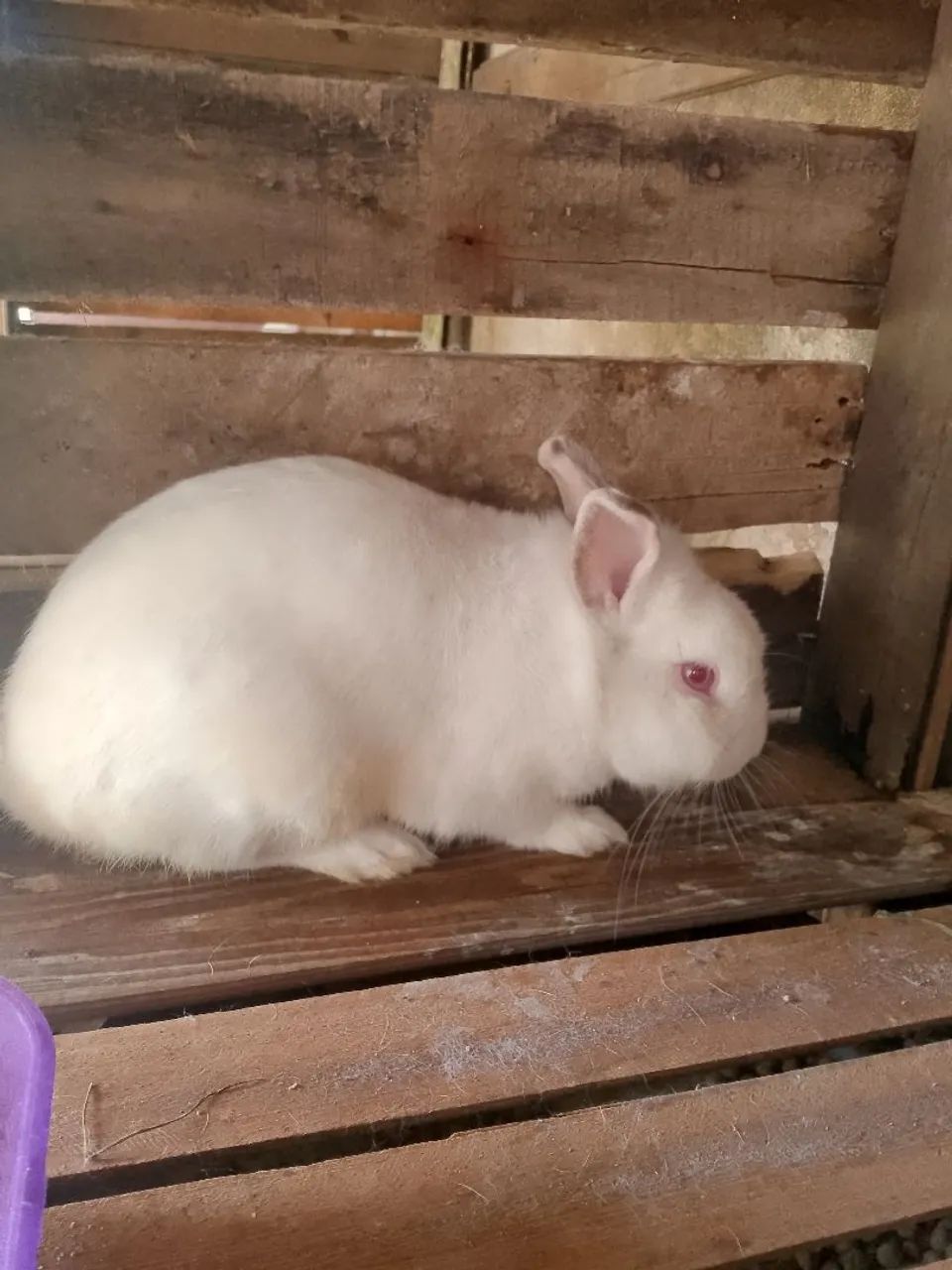 Vendo todos coelhos 