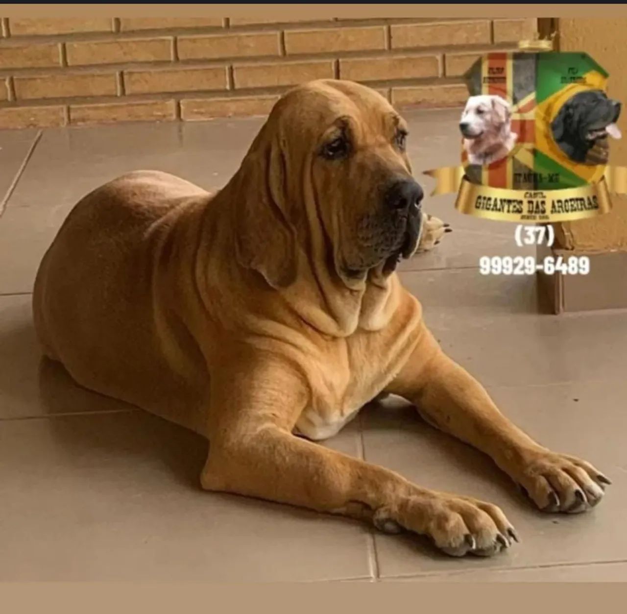 Fila Brasileiro com pedigree CBKC  - Foto 2