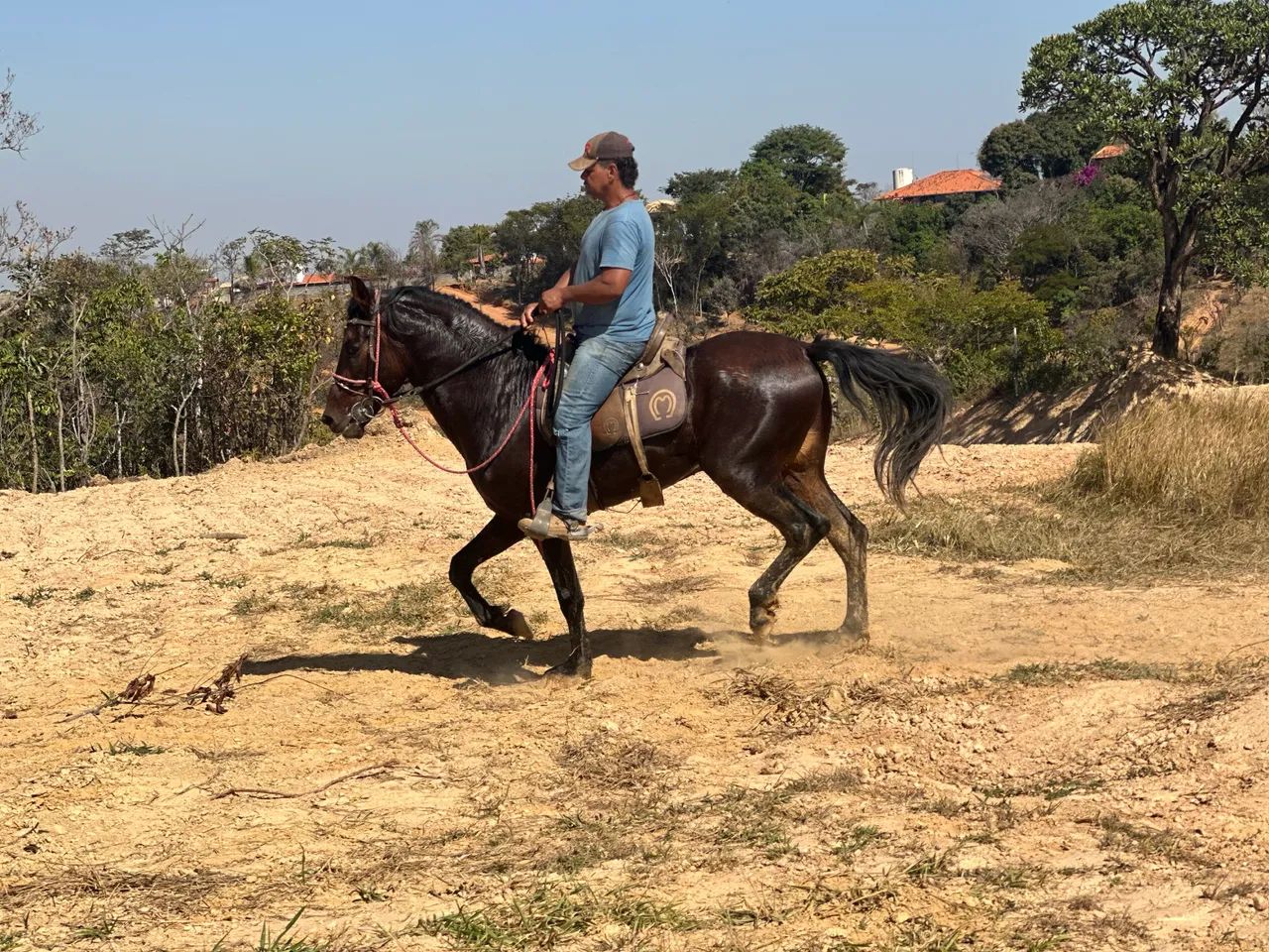 Cavalo Manga Larga Marchador - Foto 2
