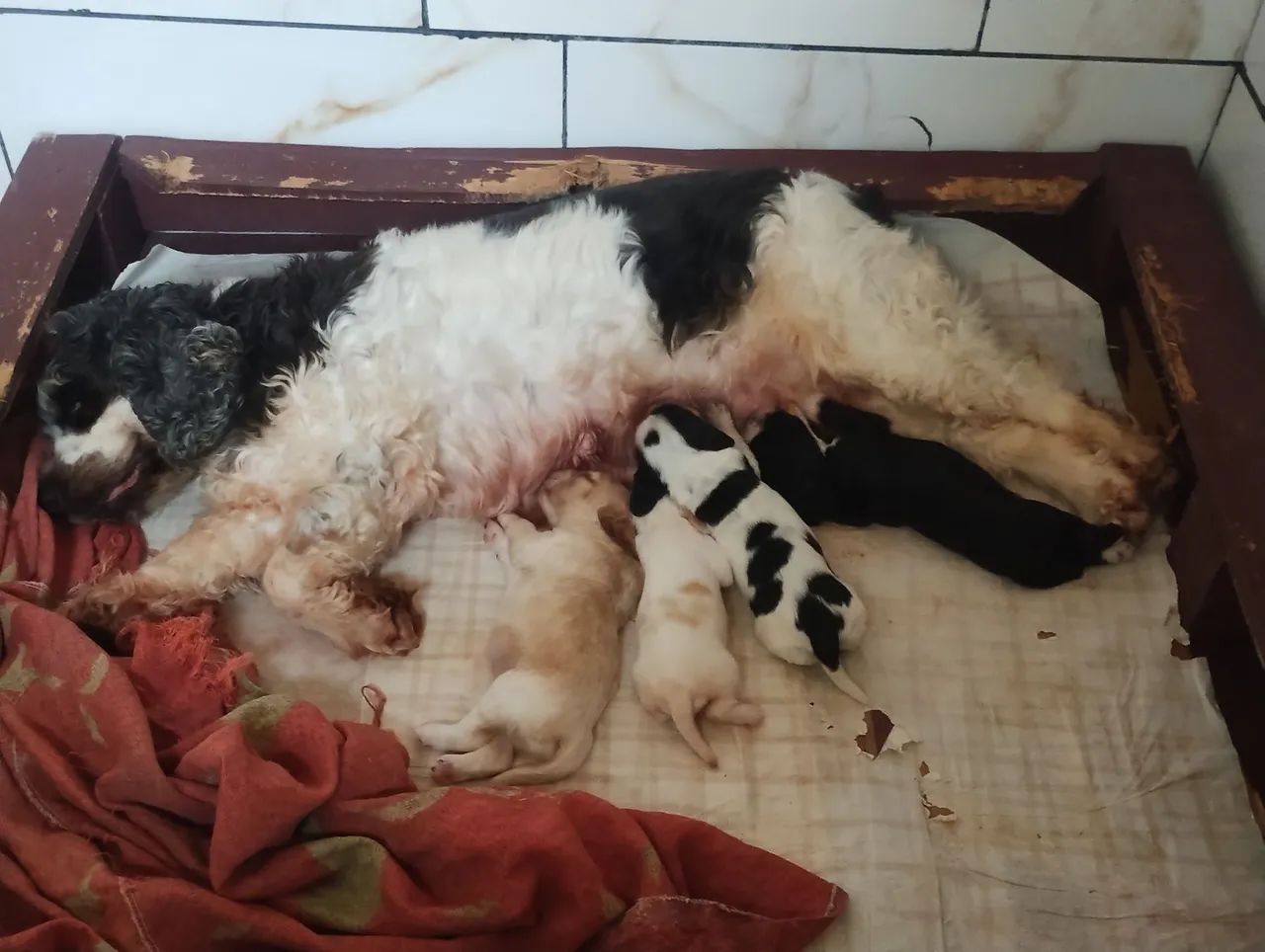 Filhotes de cocker spaniel  - Foto 3