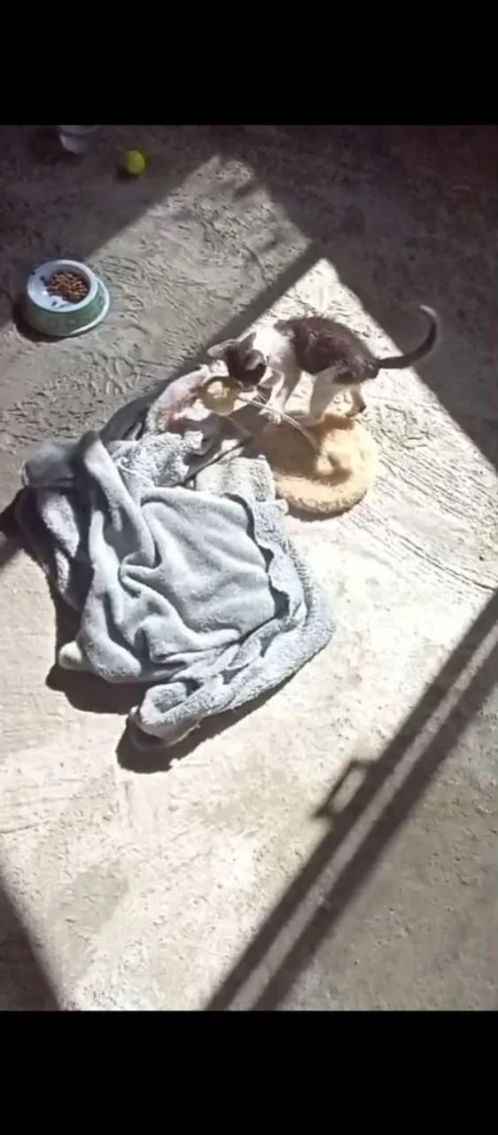 Gatinho para doação