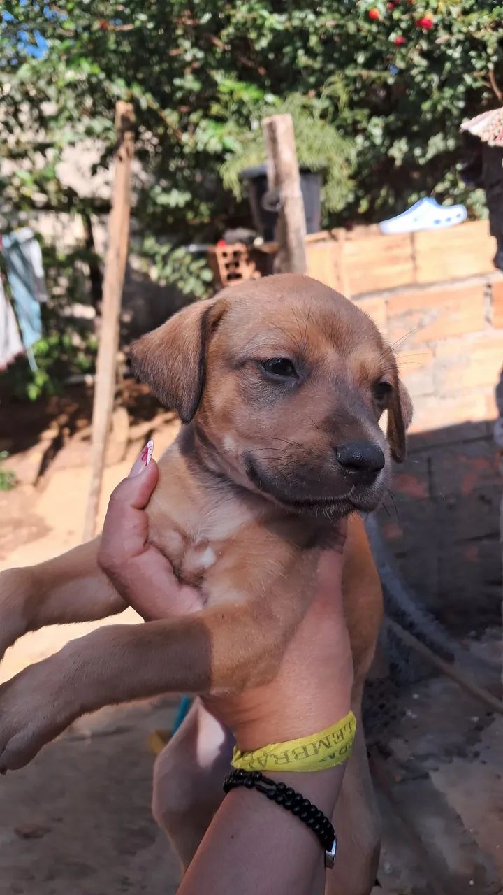 Cachorrinhos para adoção 