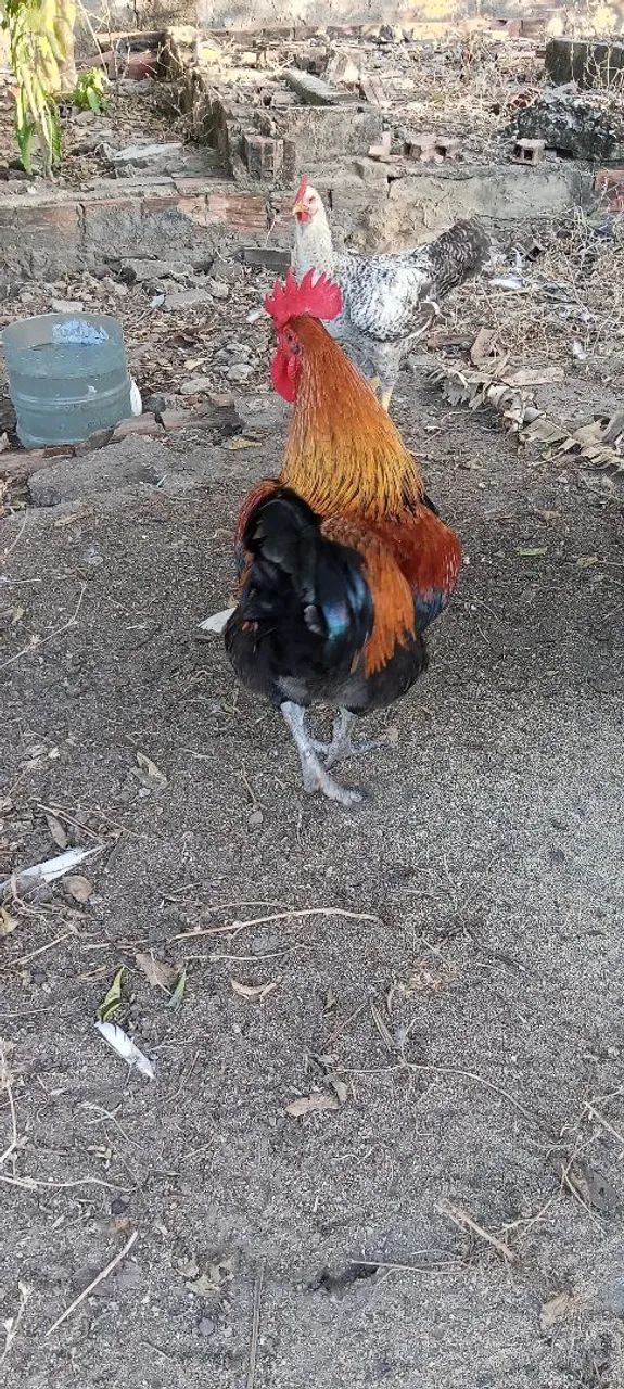 Galo de capoeira  - Foto 2