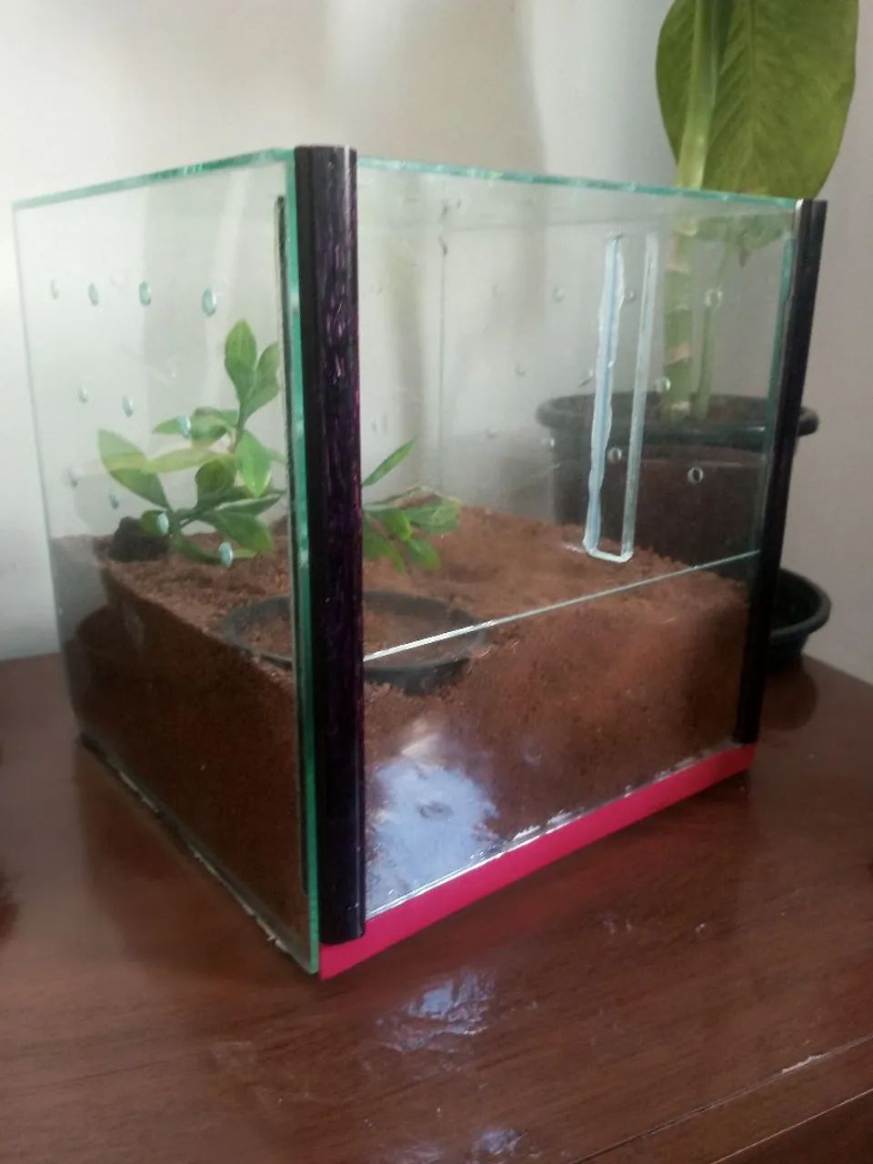 Terrário  - Foto 2
