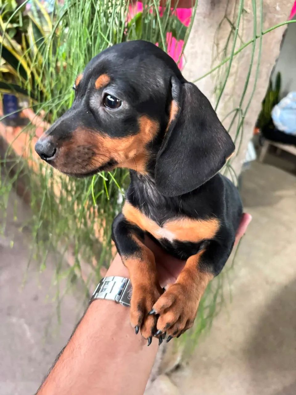 Dachshund Basset salsicha Cofap fêmea - Foto 3