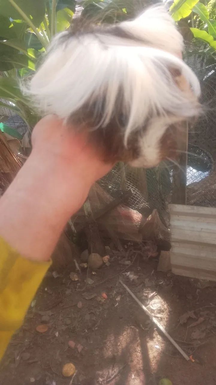 Que lindo porquinho da índia peruano - Foto 5