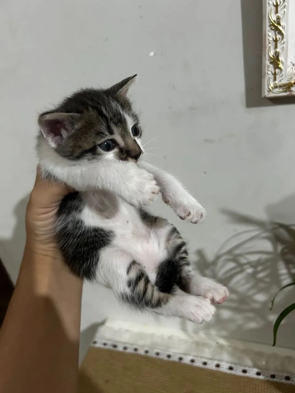 Gatos - Foto 4