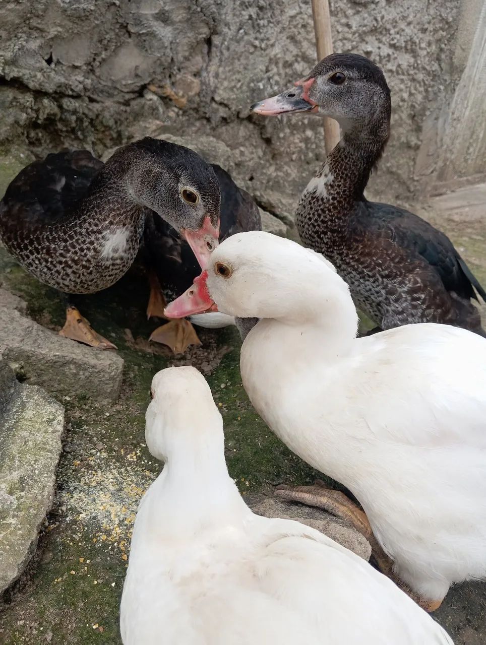 Combo de Patos 