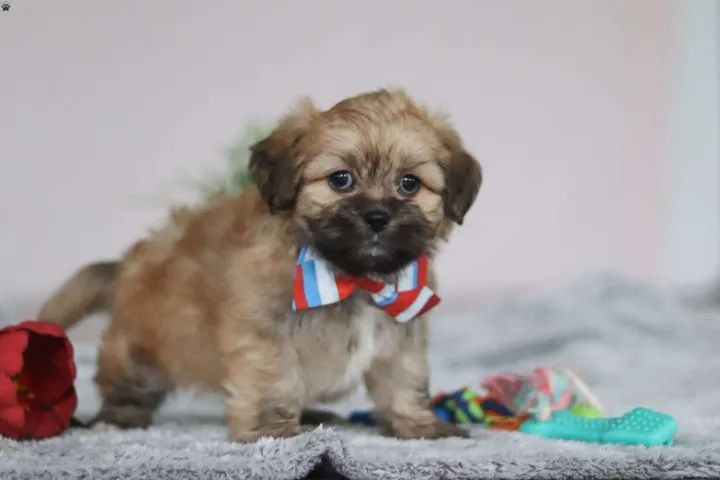 Lhasa Apso tranquilo - ótimo companheiro - Foto 2