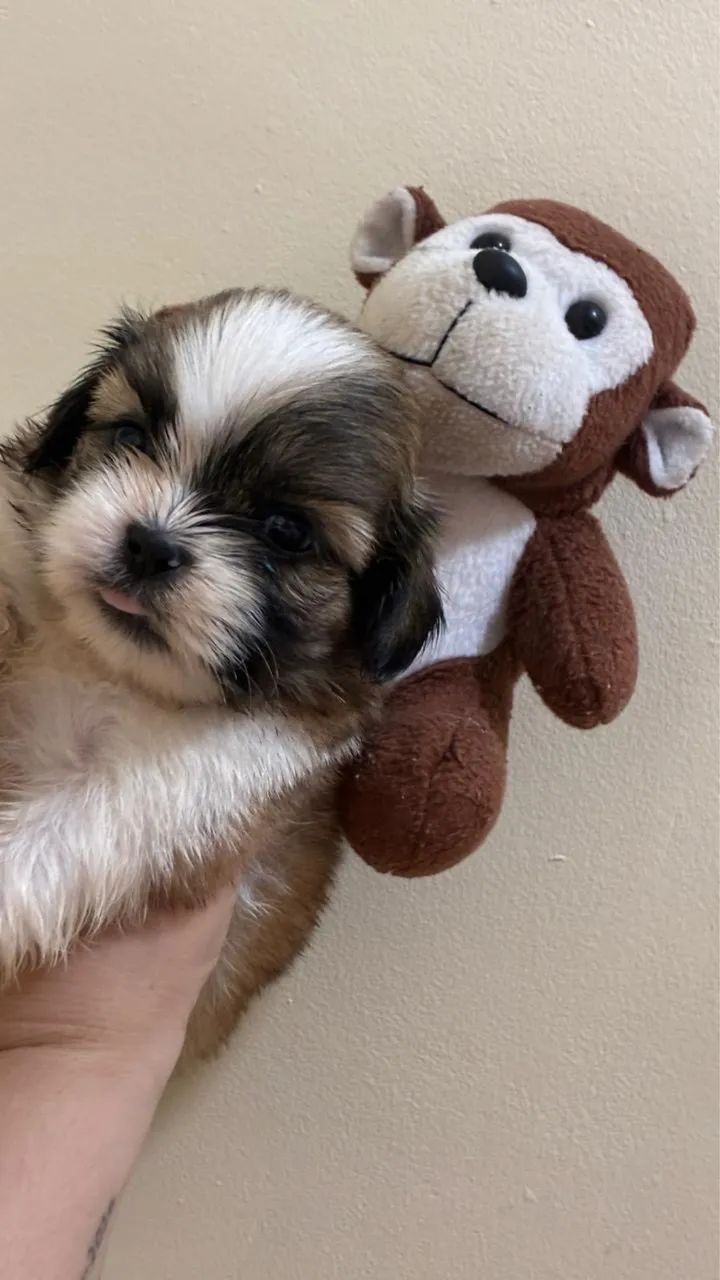Shih tzu - Foto 5