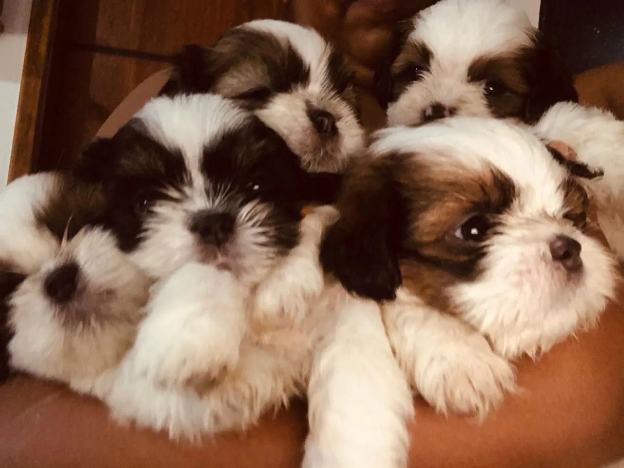 Filhotes de Shih Tzu