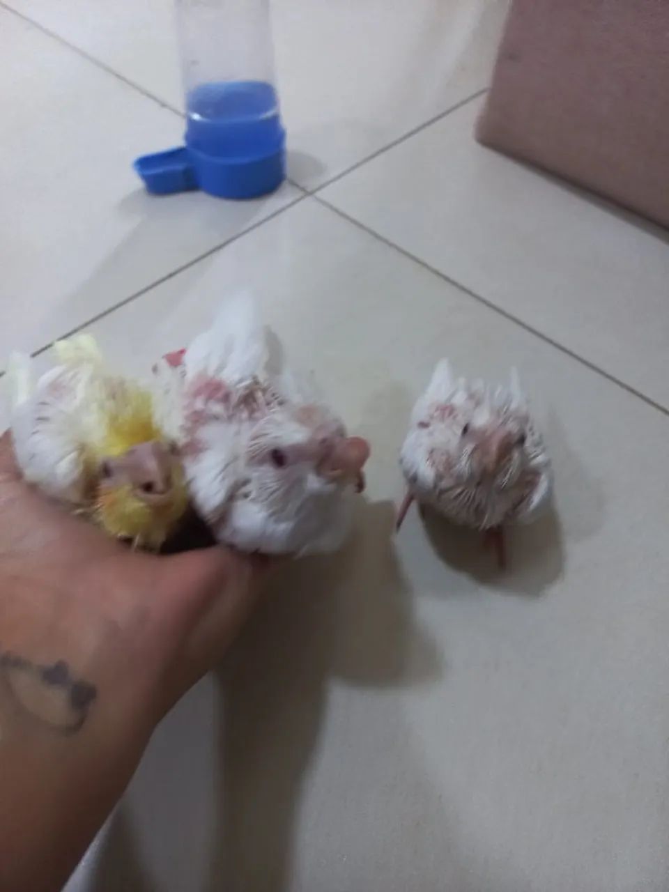 Bebedouro  e gaiola 