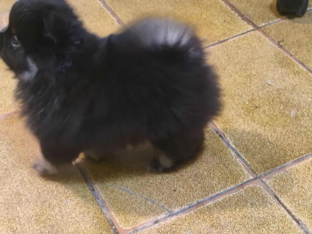 Spitz alemão macho - Foto 3