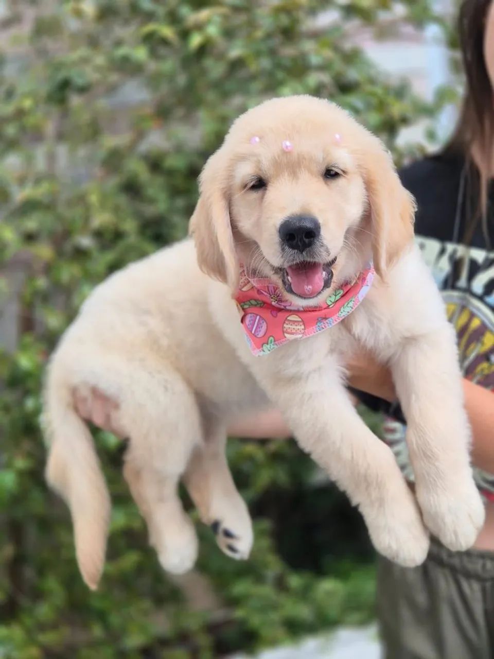 Filhotes de Golden Retriever - Foto 4