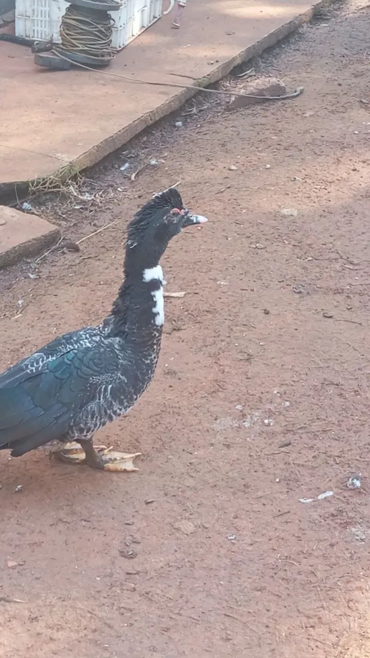 Patos machos 