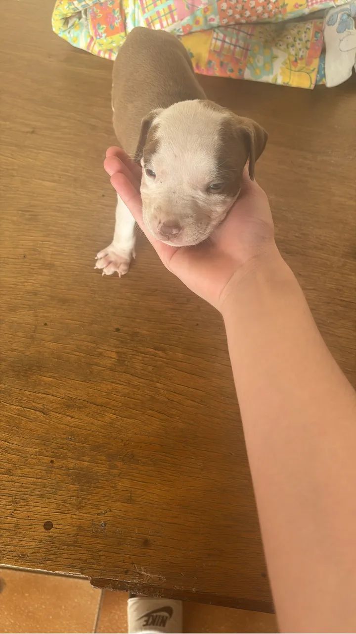 Filhotes pitbull - Foto 4