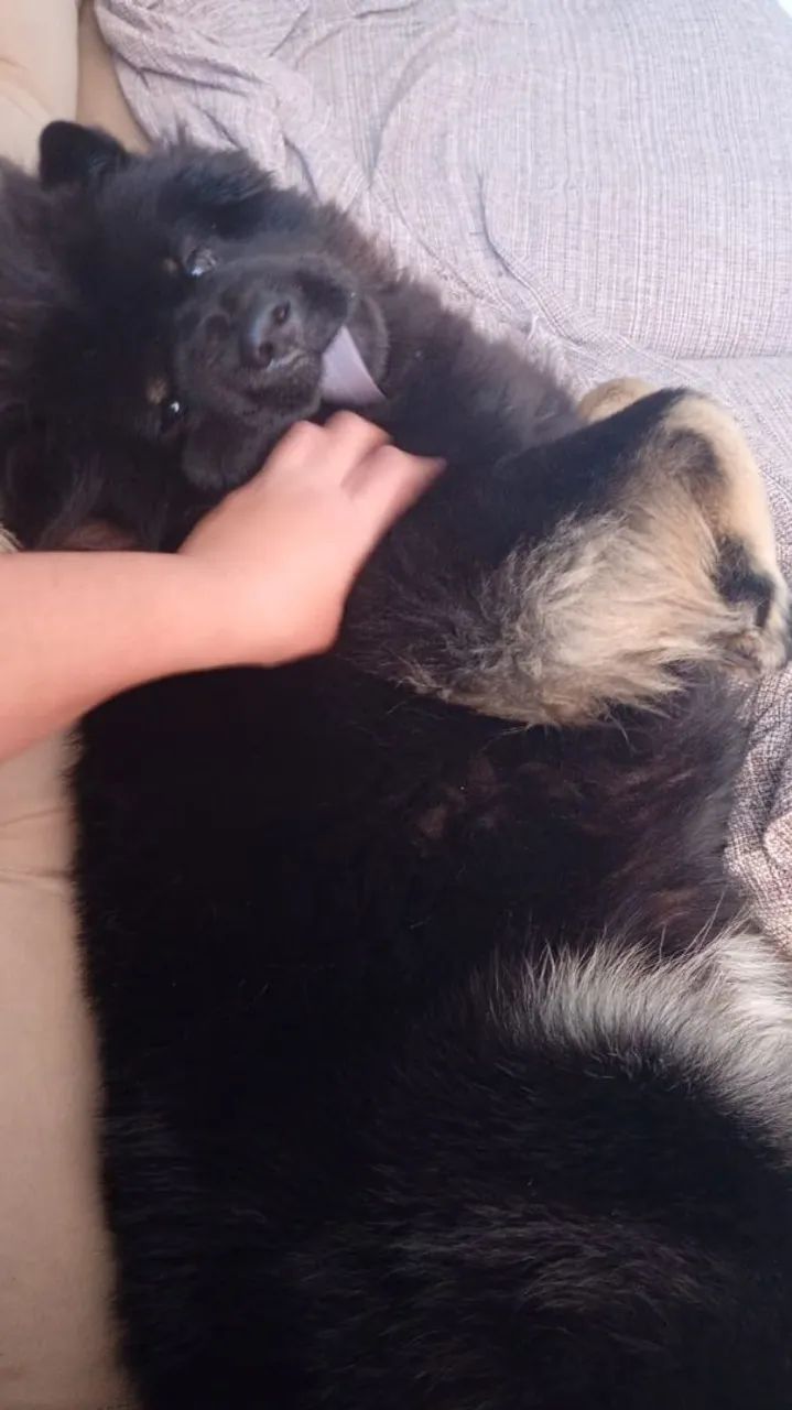 Vende-se cachorro Chow Chow  - Foto 2