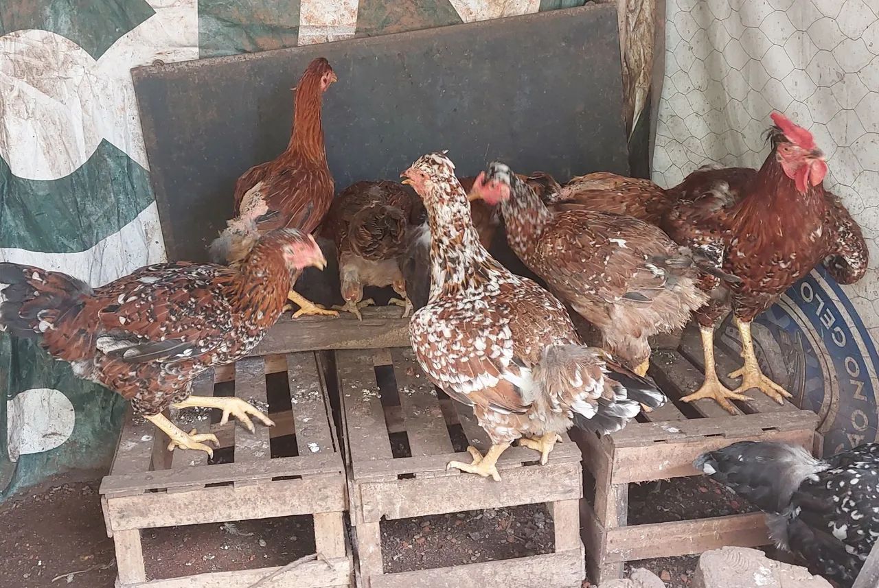 Gsb frangas - Foto 4