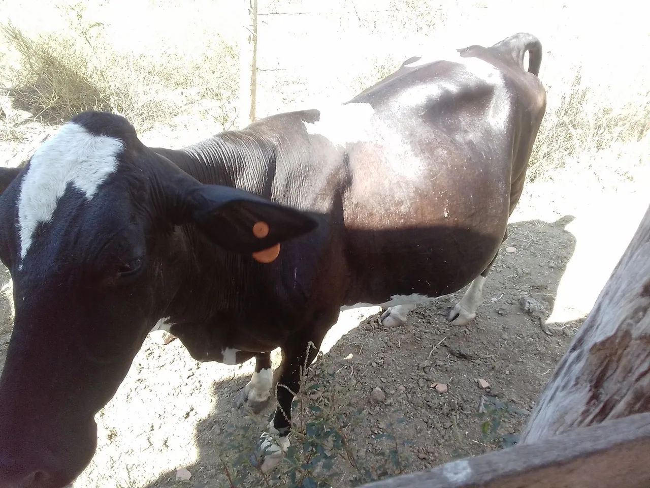 Vacas de leite  - Foto 2