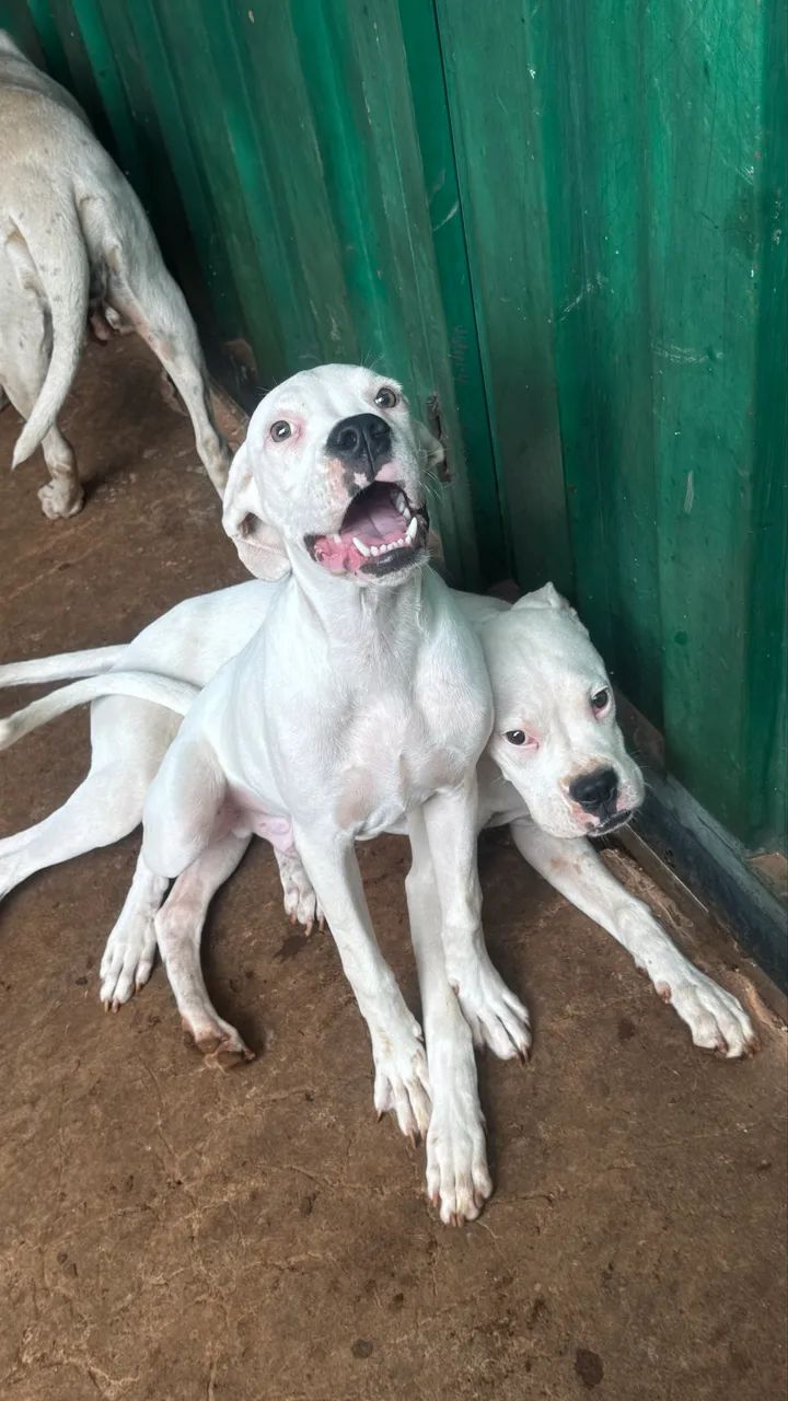 Boxer machos 5 meses