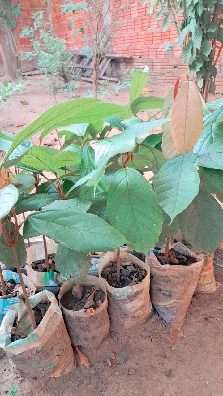Mudas de cupuacu 