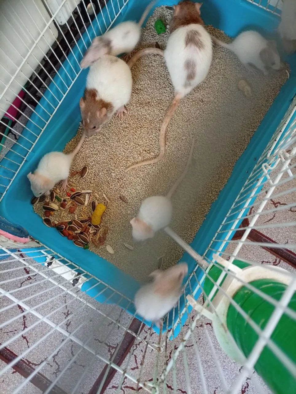 Rato Twister  - Foto 3