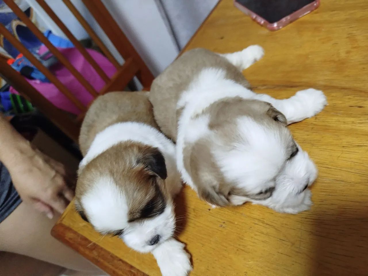 Cachorros - Foto 4